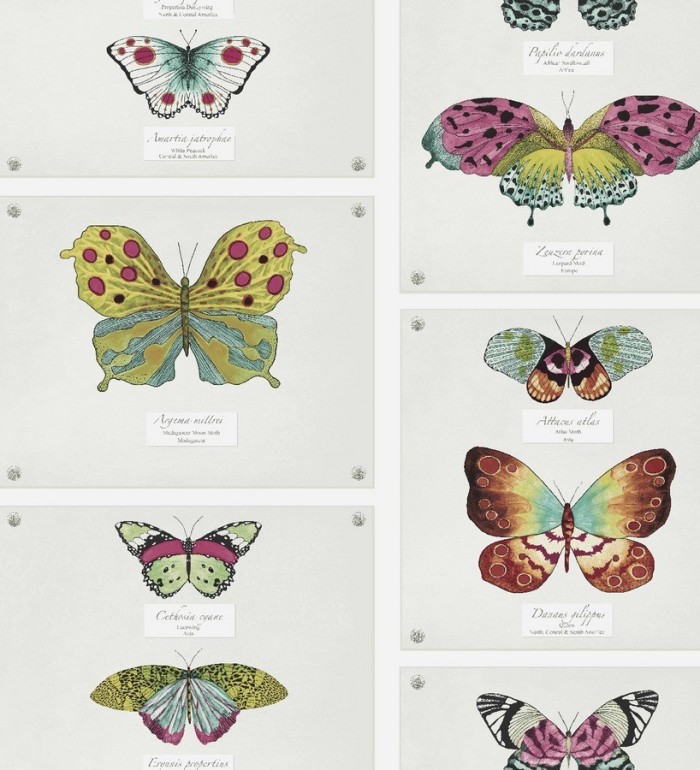 Papel pintado colección de mariposas vintage - Butterflies Collection 564464