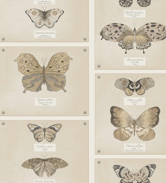 Papel pintado colección de mariposas vintage - Butterflies Collection 564465