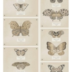 Papel pintado Butterflies Collection 564465