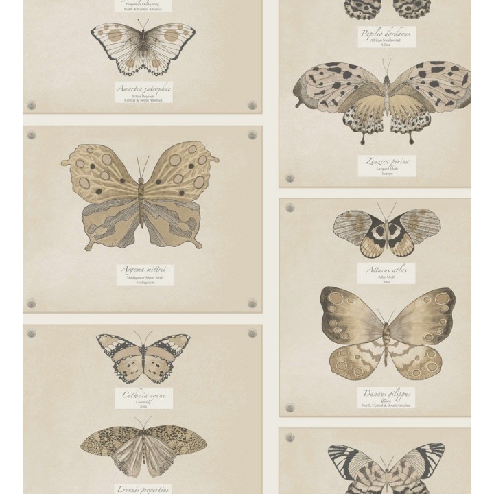 Papel pintado colección de mariposas vintage - Butterflies Collection 564465