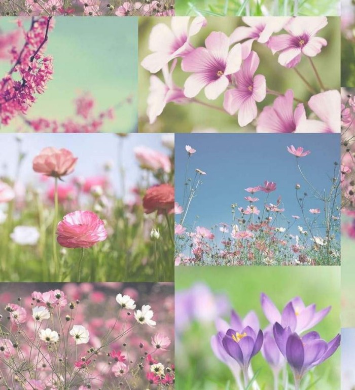 Papel pintado fotográfico naturaleza de flores - Wild Spring 564497