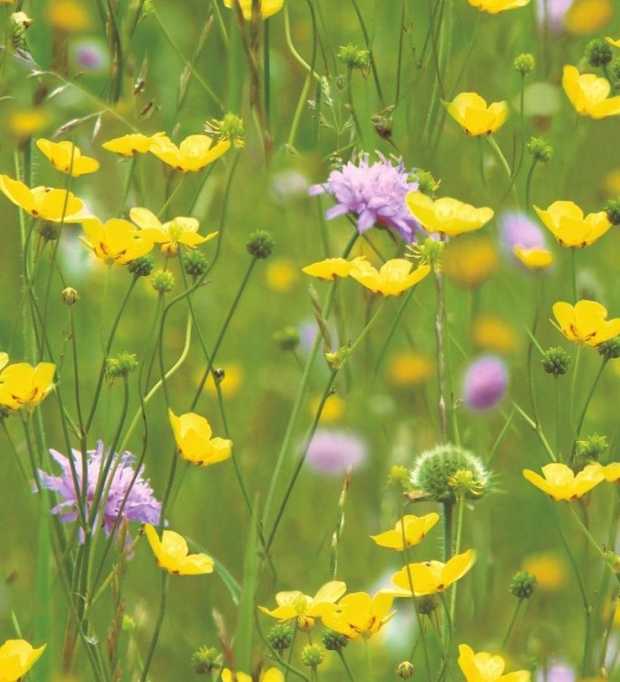 Papel pintado prado de flores silvestres fotográfico - Wild Flowers 564627