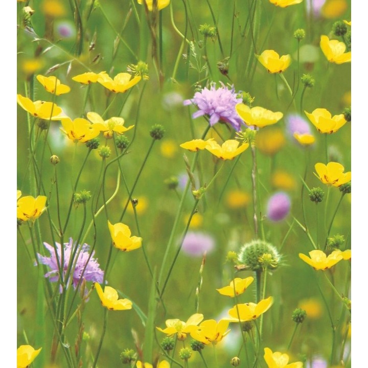 Papel pintado prado de flores silvestres fotográfico - Wild Flowers 564627