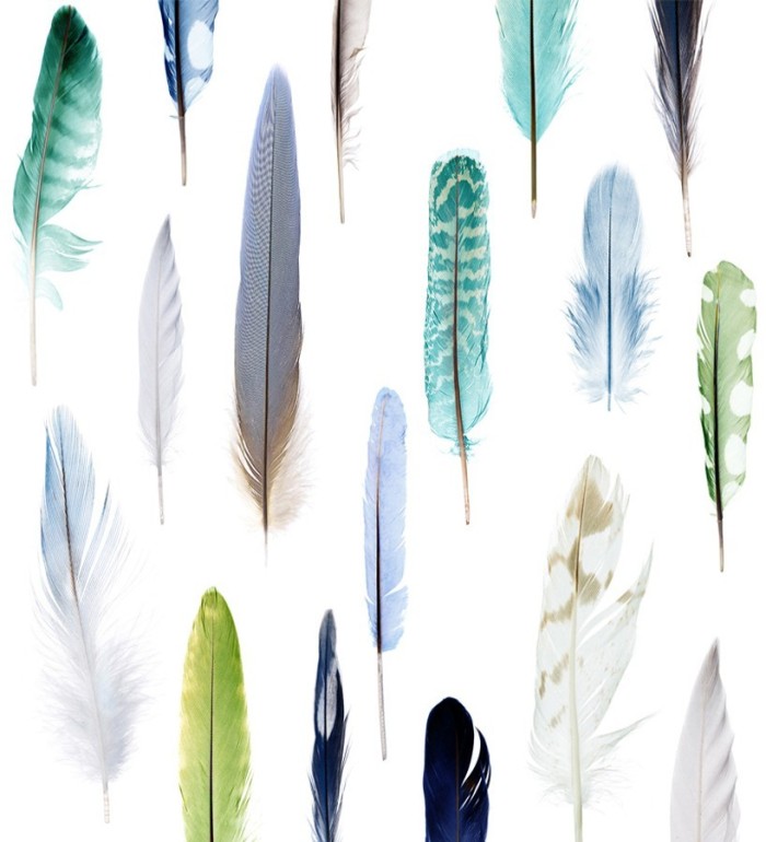 Papel pintado de plumas de colores  - Natural Wonder 677008