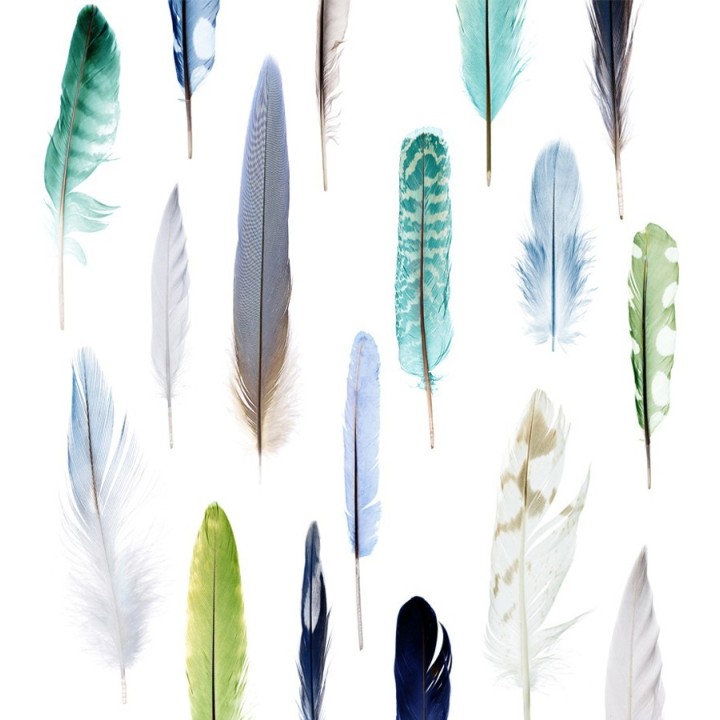 Papel pintado de plumas de colores  - Natural Wonder 677008