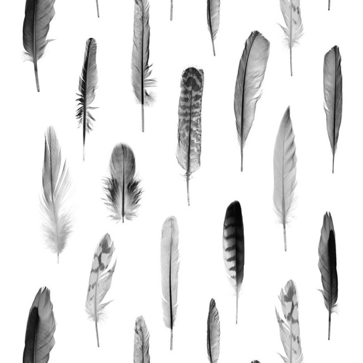 Papel pintado plumas grises fondo blanco - Bohemian Rain 677299