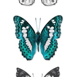 Papel pintado Pretty Butterfly 677315