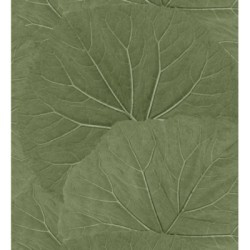 Madagascar Nature 679038