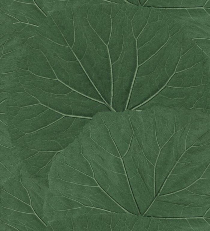 Papel pintado hojas grandes de la jungla - Madagascar Nature 679039