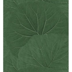 Madagascar Nature 679039