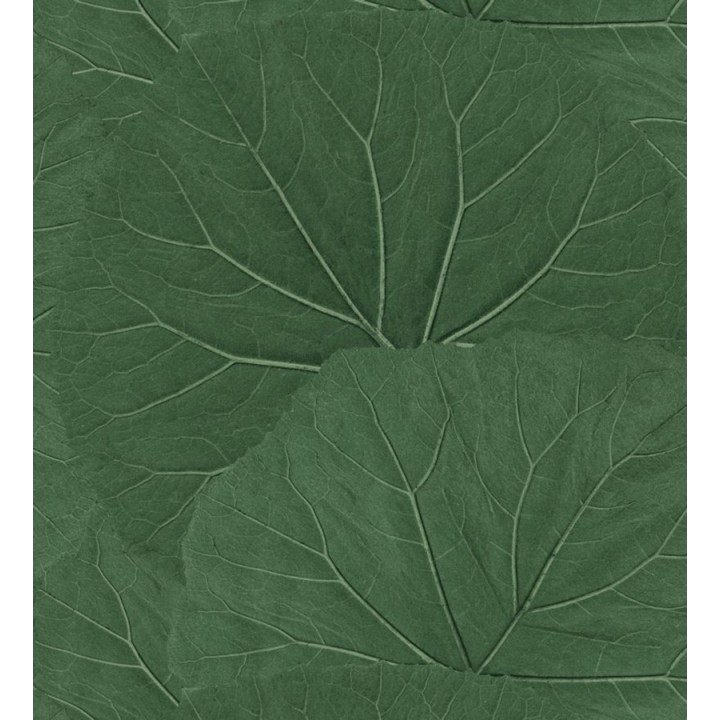 Papel pintado hojas grandes de la jungla - Madagascar Nature 679039