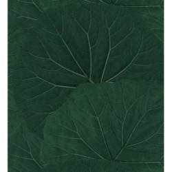 Madagascar Nature 679040