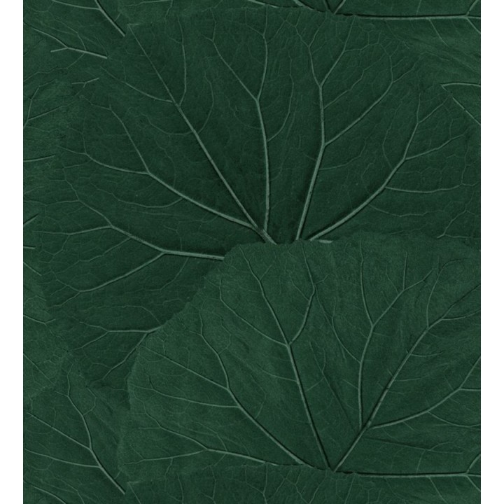 Papel pintado hojas grandes de la jungla - Madagascar Nature 679040