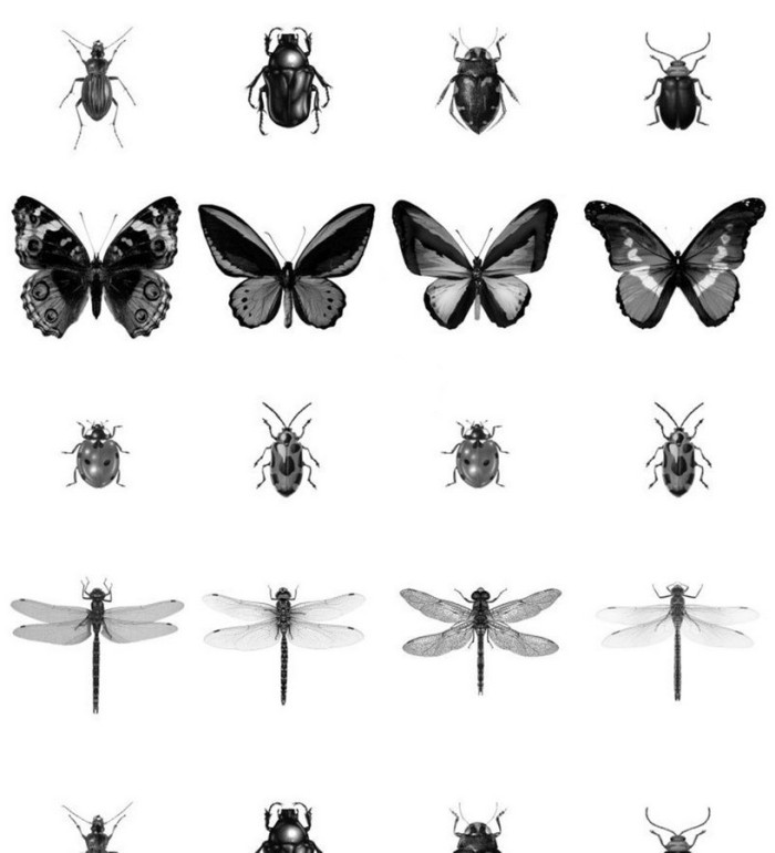 Papel pintado insectos blanco y negro - Butterfly World 679080