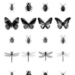 Papel pintado Butterfly World 679080