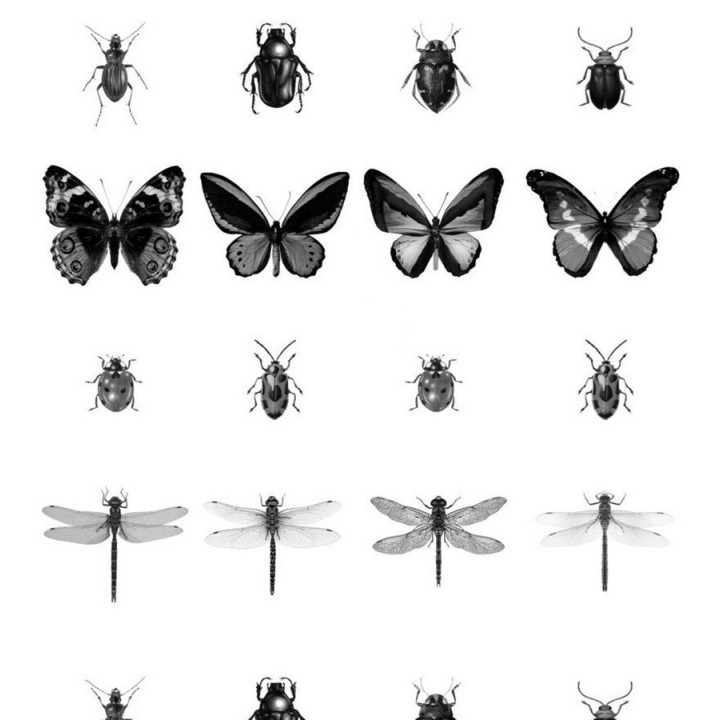 Papel pintado insectos blanco y negro - Butterfly World 679080