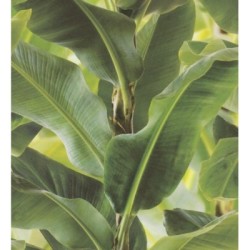 Papel pintado Attalea 6716