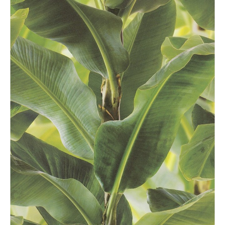 Papel pintado tropical planta de hojas grandes - Attalea 6716