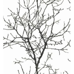 Papel pintado Forest Park 121021