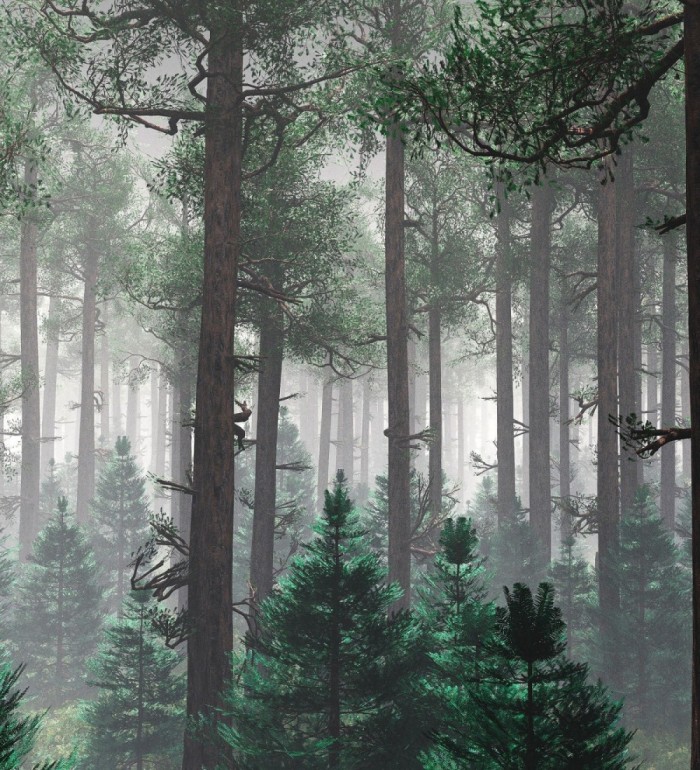 Papel pintado mural de bosque natural con árboles y bruma - Nature Haven 683197