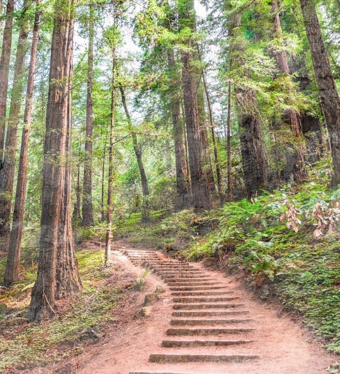 Papel pintado mural paseo forestal entre árboles altos y helechos - Everest Valley 684723