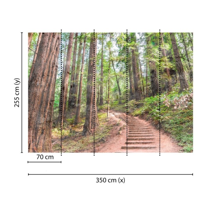 Papel pintado mural paseo forestal entre árboles altos y helechos - Everest Valley 684723