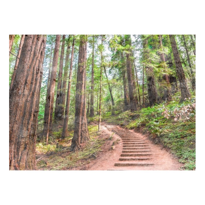 Papel pintado mural paseo forestal entre árboles altos y helechos - Everest Valley 684723