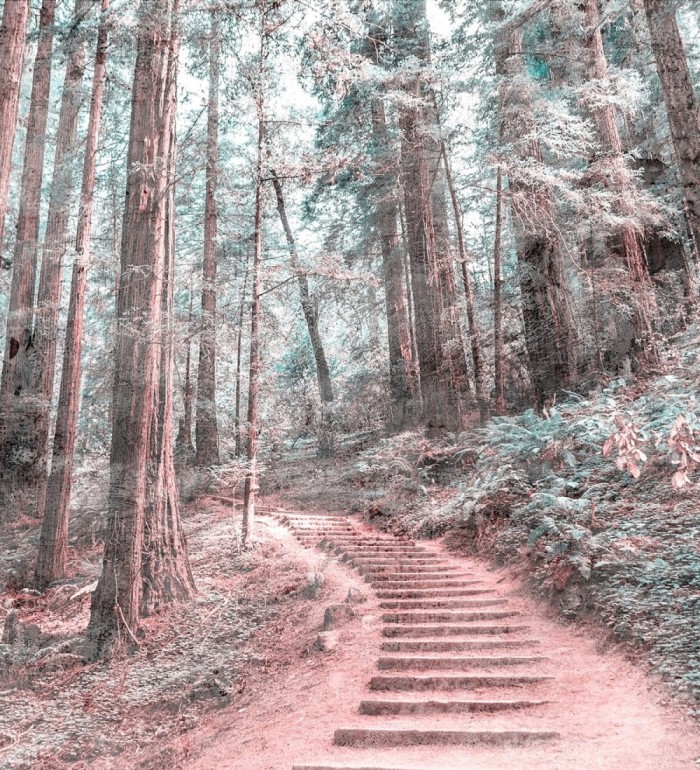 Papel pintado mural sendero de ensueño entre árboles y luz tenue - Everest Valley 684724