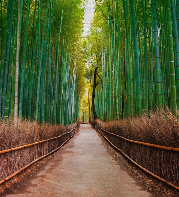 Papel pintado mural bosque de bambú profundo estilo oriental - Odessa Trail 684725