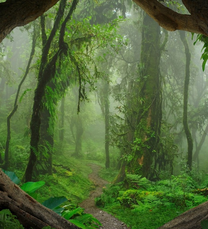 Papel pintado mural sendero natural en jungla exótica y niebla - Everest Valley 684726