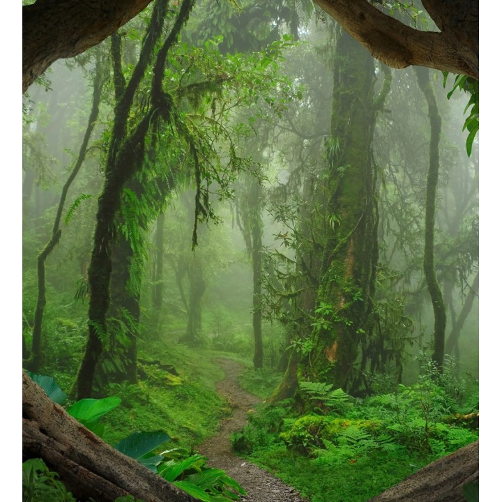 Papel pintado mural sendero natural en jungla exótica y niebla - Everest Valley 684726