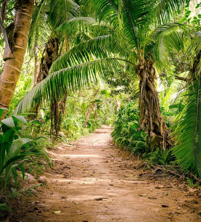 Papel pintado mural sendero tropical entre palmeras y luz de sol - Everest Valley 684727