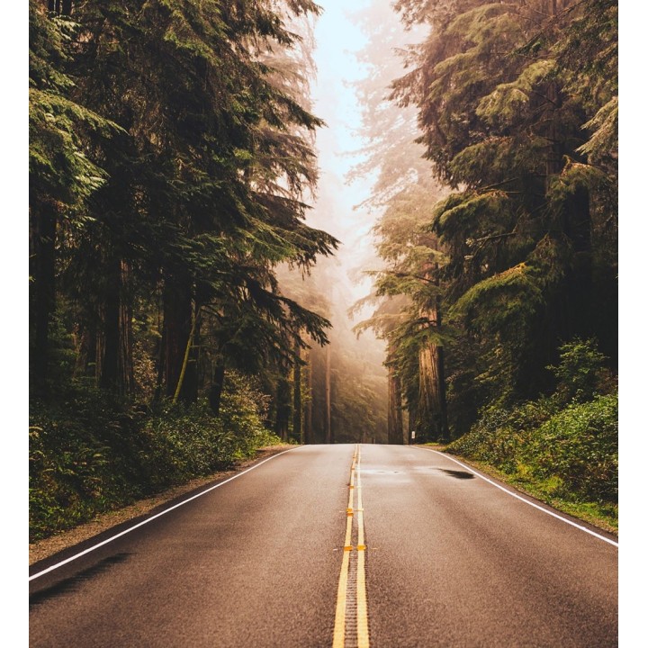 Papel pintado mural ruta boscosa con luz dorada y niebla - Odessa Trail 684728