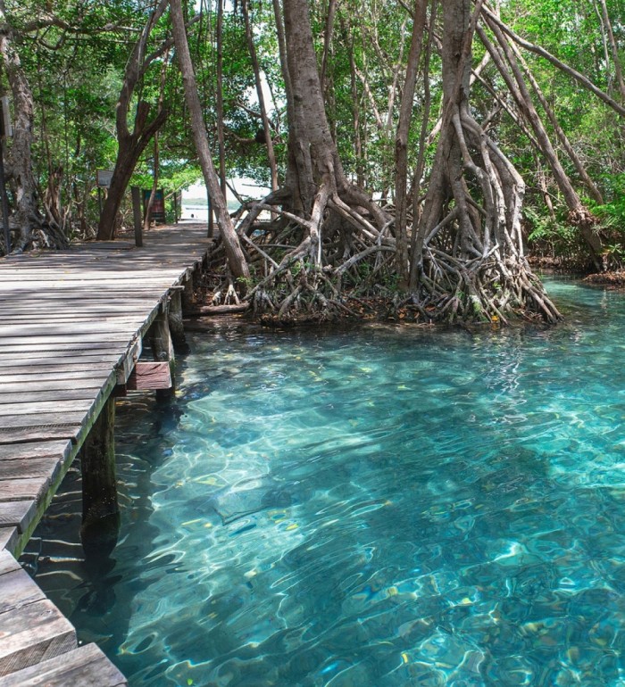 Papel pintado mural manglar exótico y aguas turquesas cristalinas - Olaris Island 684729