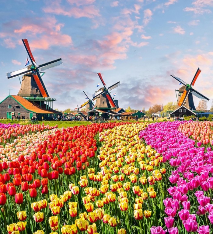 Papel pintado mural tulipanes multicolor y molinos holandeses - Odessa Trail 684747