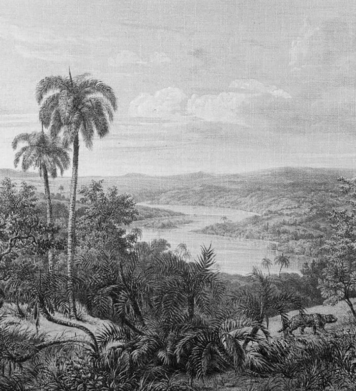 Papel pintado mural ilustración panorámica de naturaleza exótica en blanco y negro - Majestic Pathway 684778