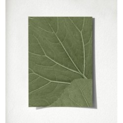 Madagascar Nature 679038