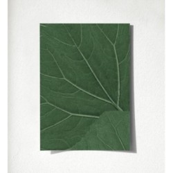 Madagascar Nature 679039