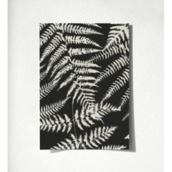 Boreal Forest 679044