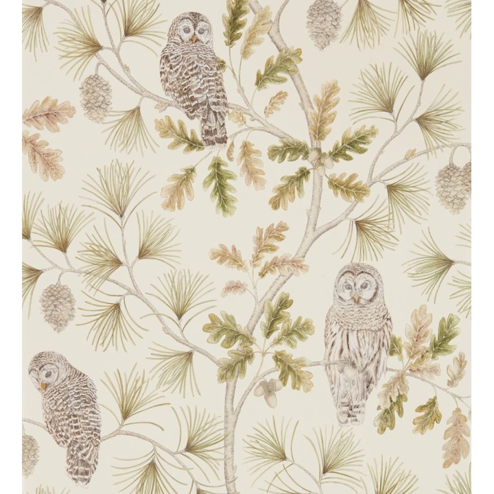 Papel pintado de búhos en ramas de árboles - Albus Forest 127762