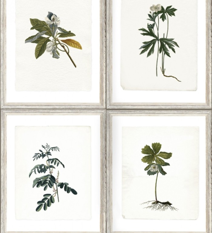 Papel pintado cuadros de libro de botánica - Botanic Book 127927