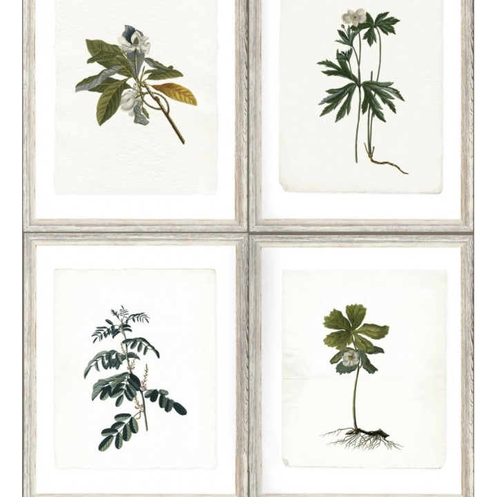 Papel pintado cuadros de libro de botánica - Botanic Book 127927