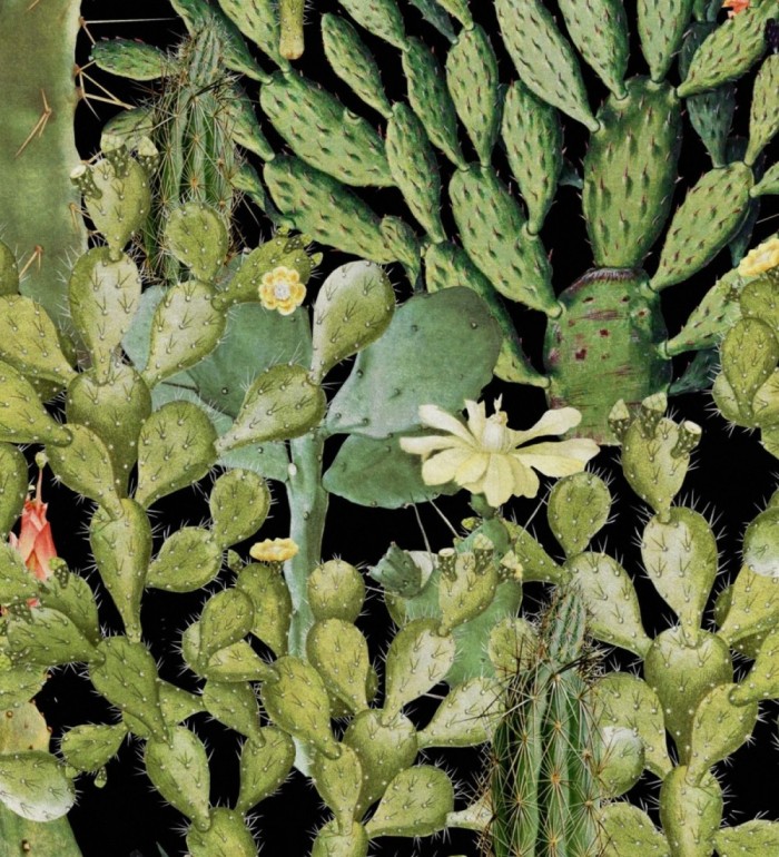 Papel pintado cactus fondo oscuro - Spike Bloom 127936