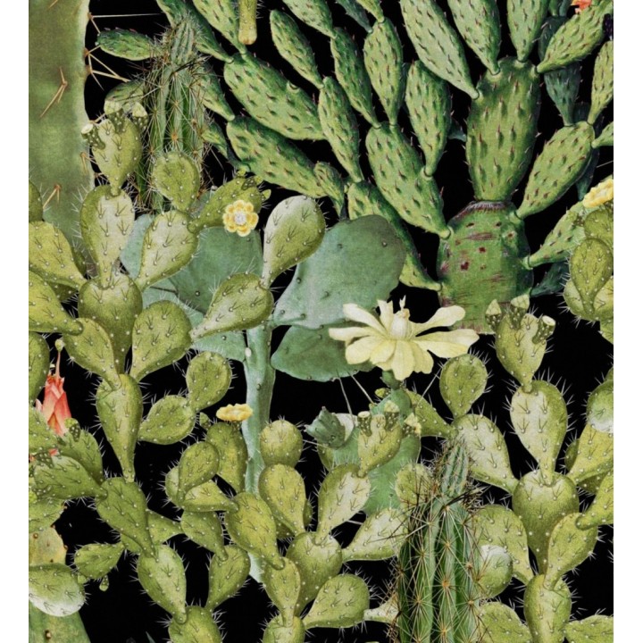 Papel pintado cactus fondo oscuro - Spike Bloom 127936
