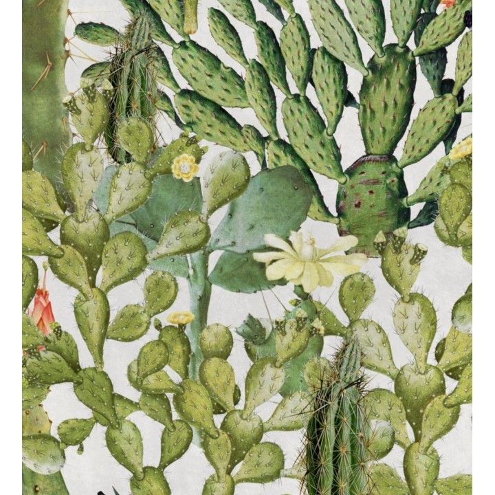 Papel pintado cactus fondo blanco - Spike Bloom 127937
