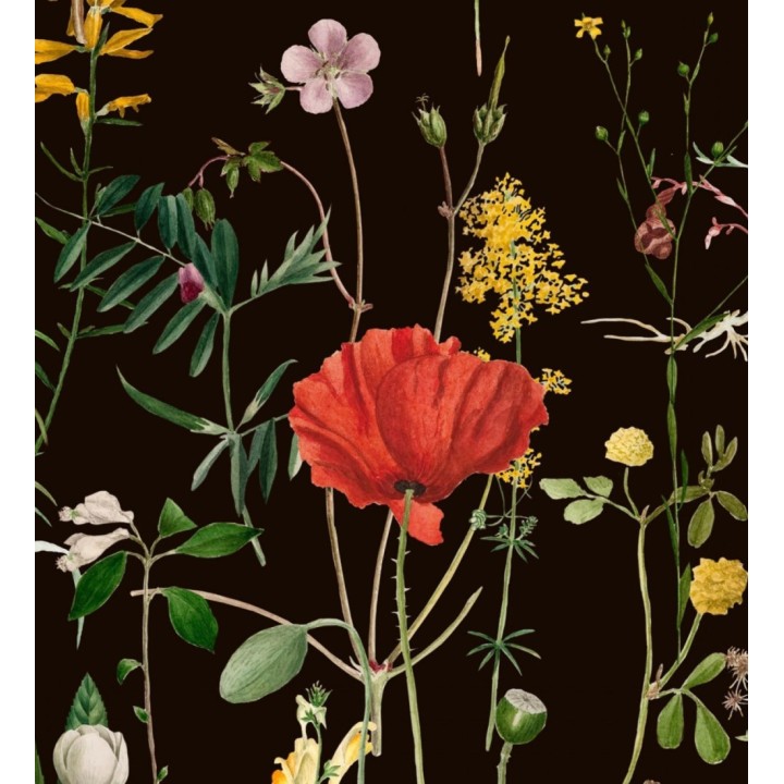 Papel pintado amapolas entre florecillas silvestres fondo oscuro - Maci Blossom 127944