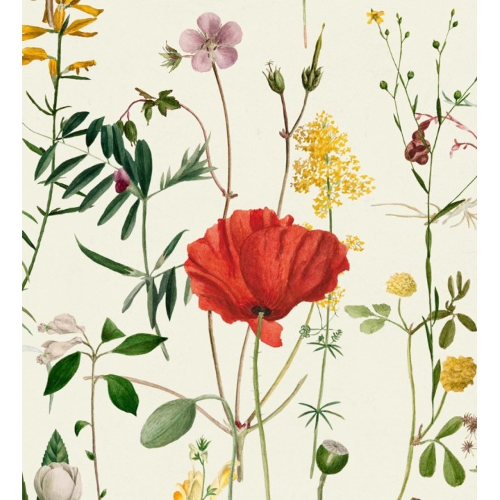 Papel pintado amapolas entre florecillas silvestres fondo claro - Maci Blossom 127946