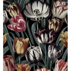 Papel pintado Romanian Tulips 127948
