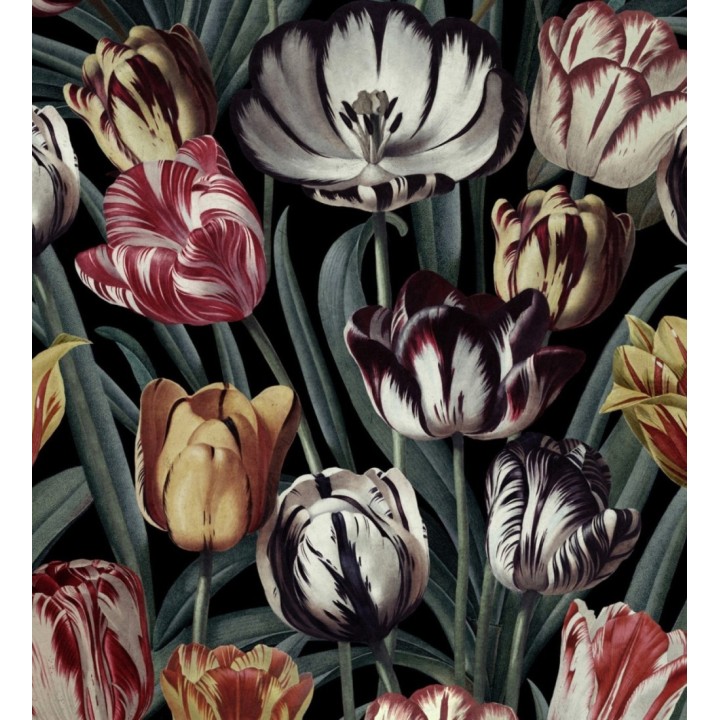 Papel pintado tulipanes de colores - Romanian Tulips 127948