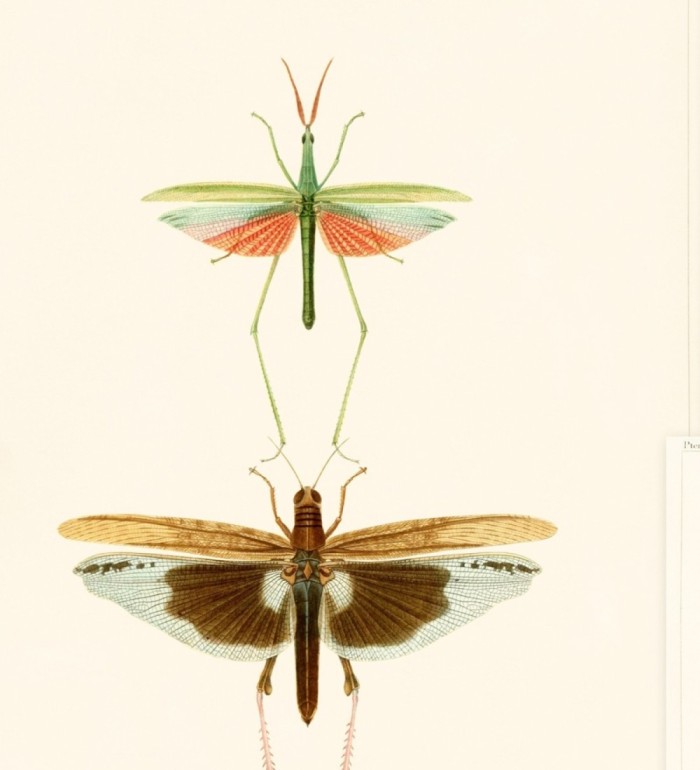 Papel pintado libélulas multicolor - Gregor Dream 128004